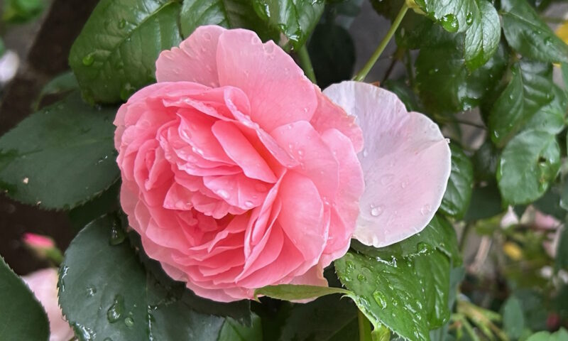 雨に輝くストロベリーヒル
